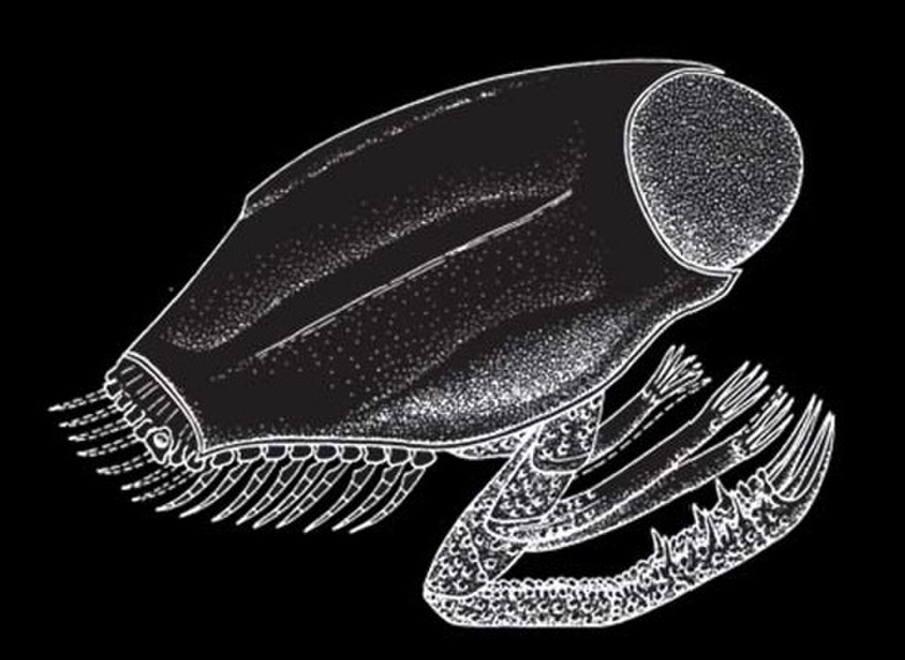 Dollocaris ingens reference