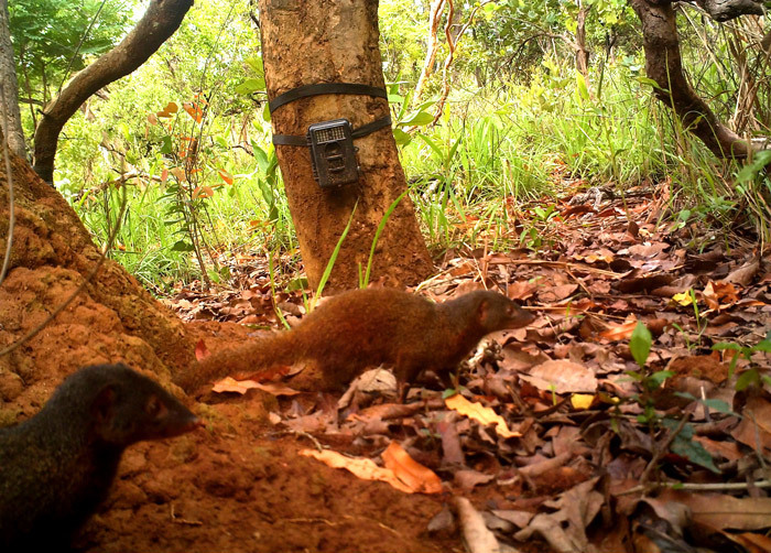 Pousargues' Mongoose reference