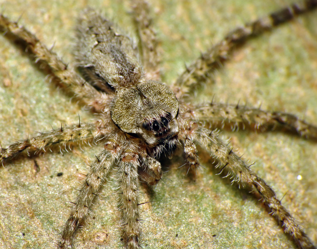 White-banded Fishing Spider reference