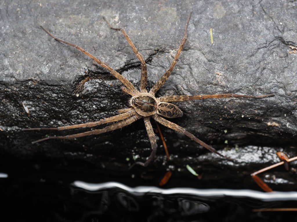 Striped Fishing Spider reference