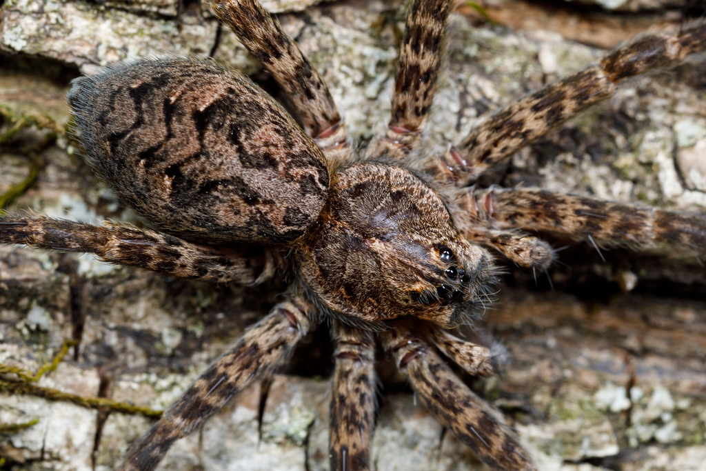 Dark Fishing Spider reference