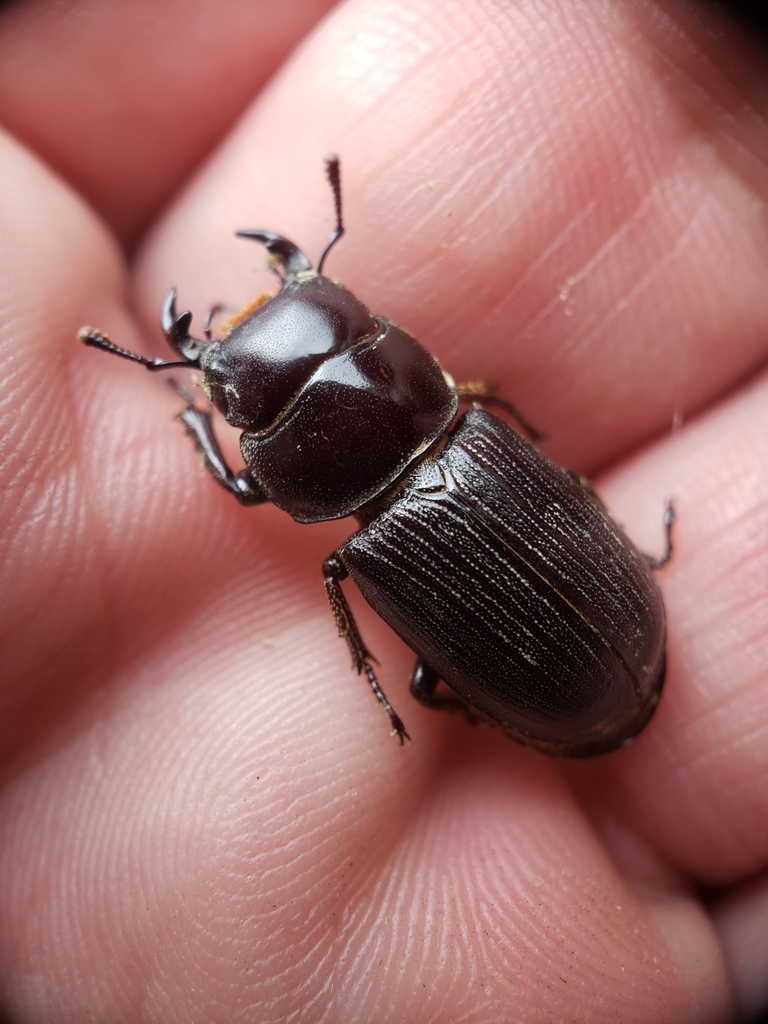 Antelope Beetle reference