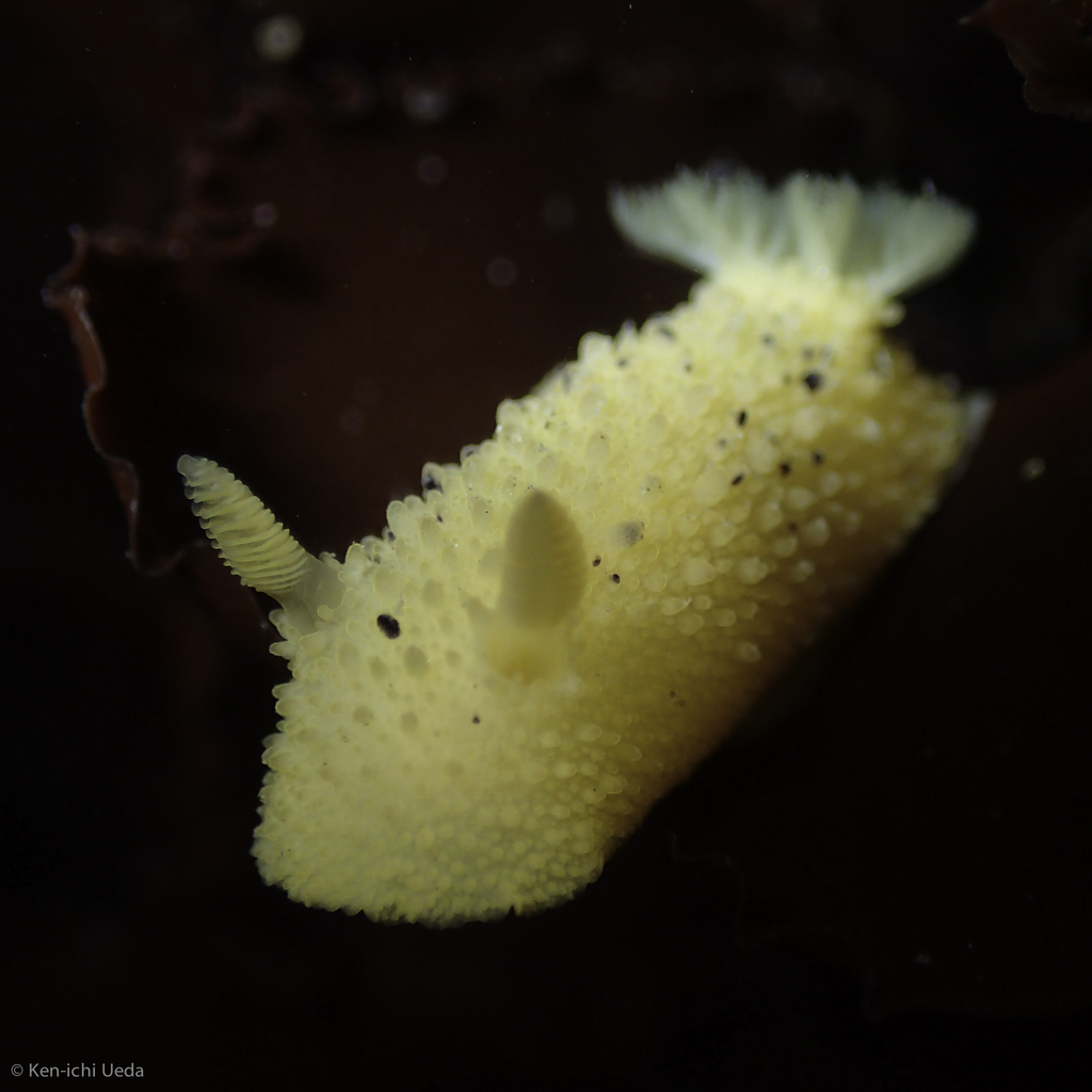 Sea Lemon reference