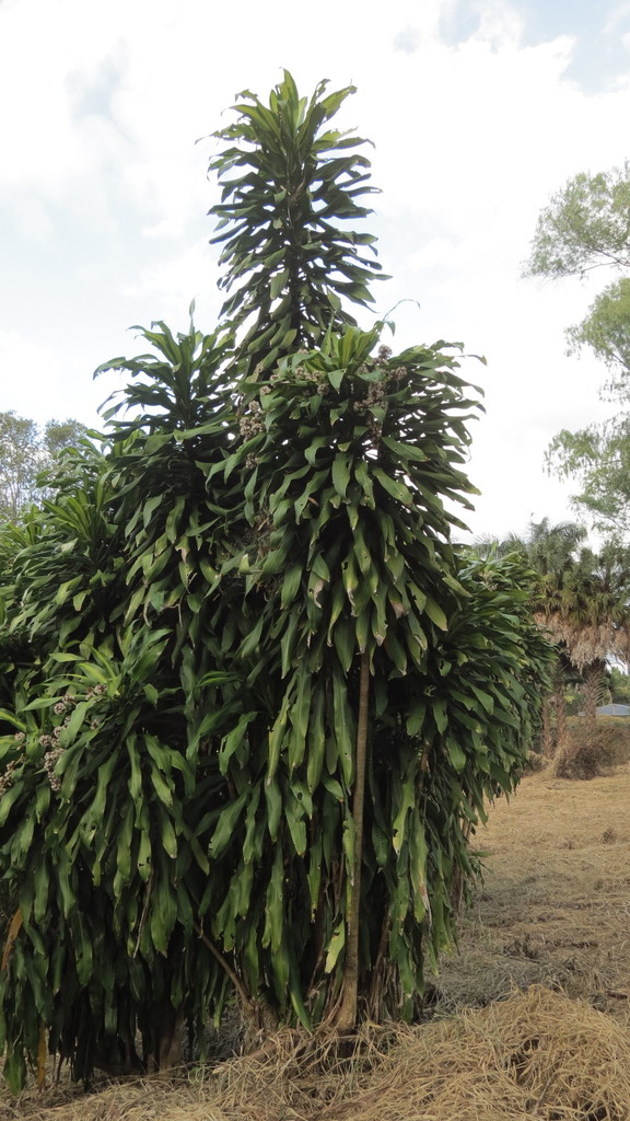cornstalk dracaena reference