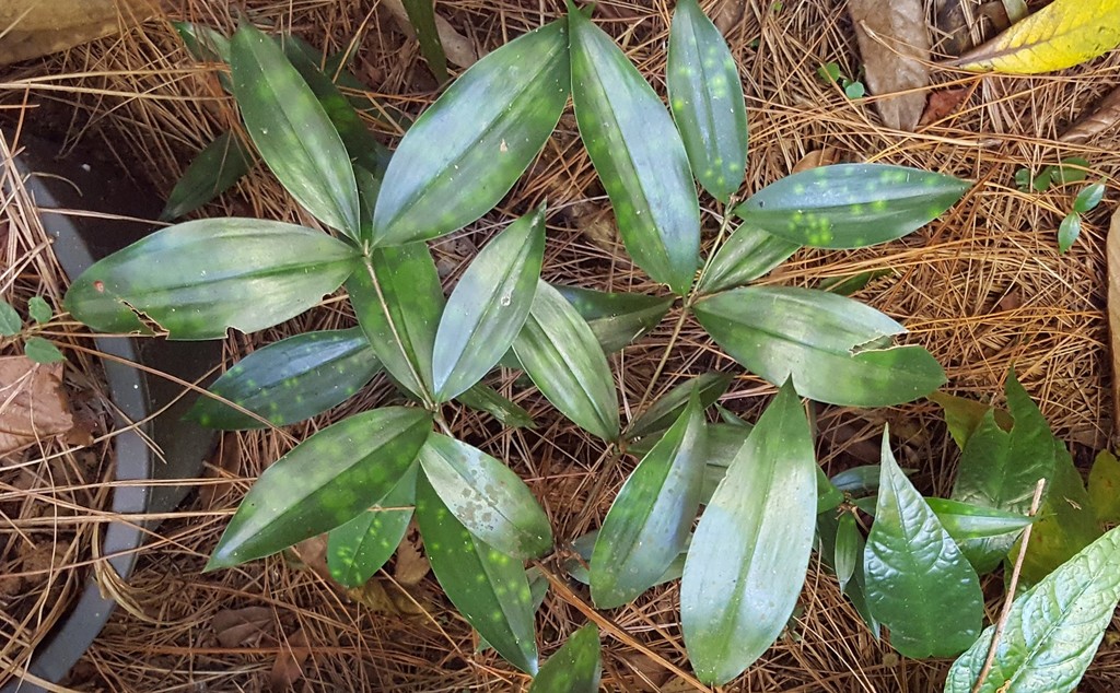 Gold-dust Dracaena reference