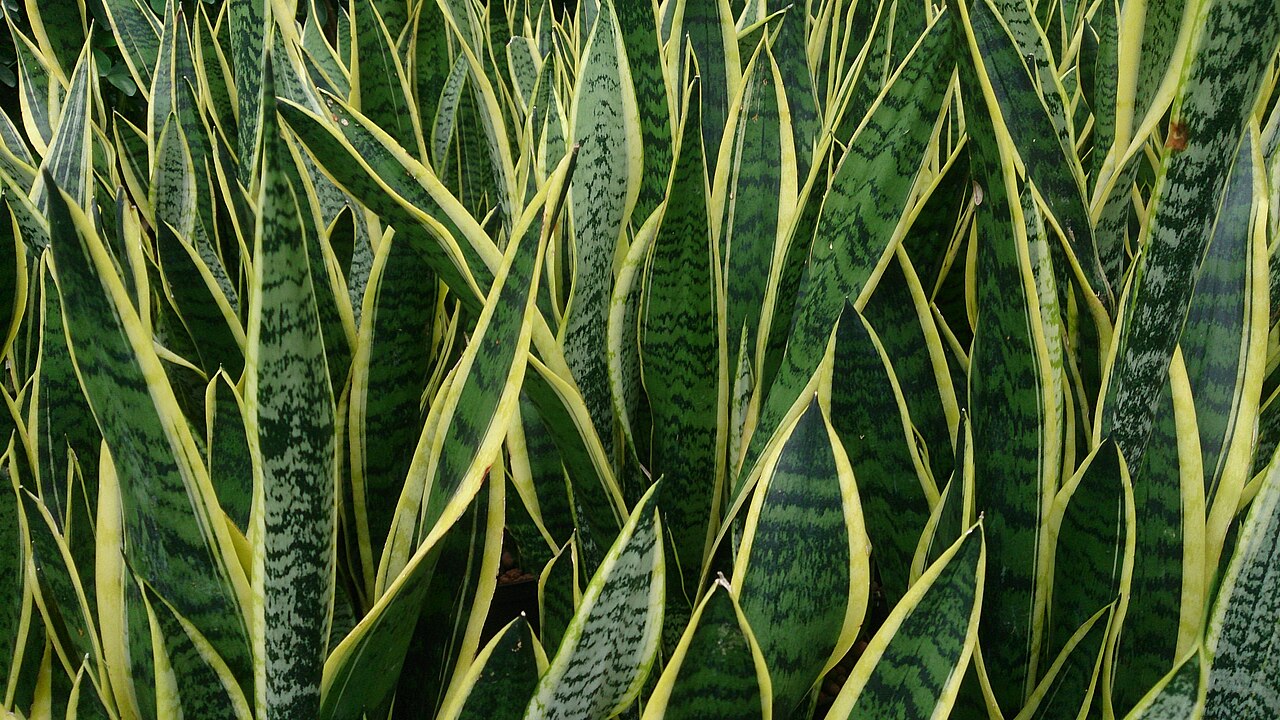 Dracaena trifasciata reference