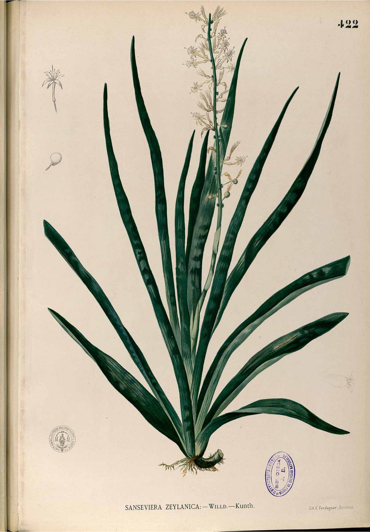 Dracaena zeylanica reference
