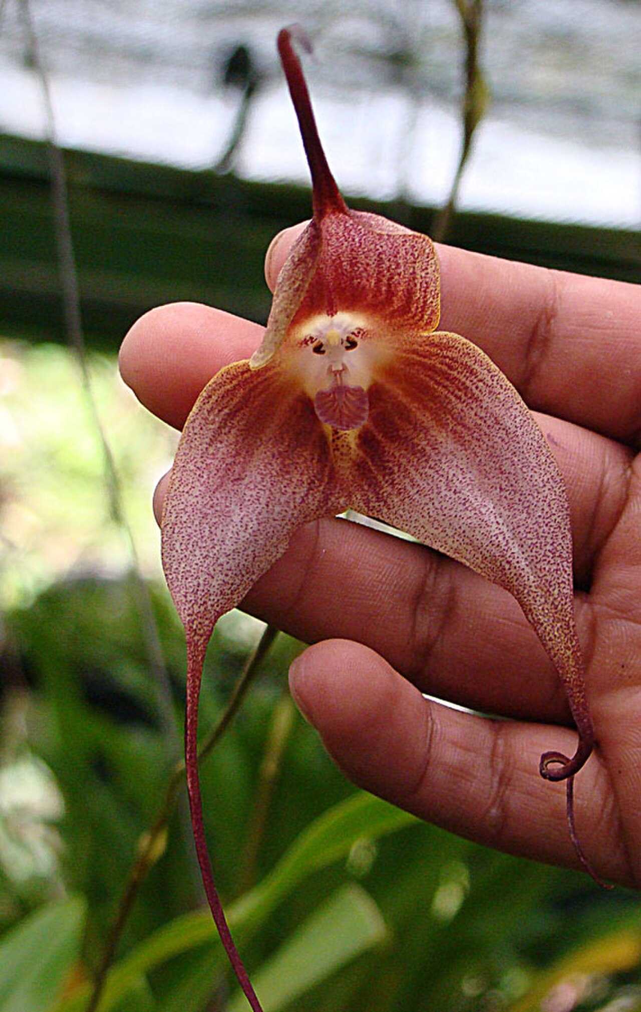 Monkey-Face Orchid reference