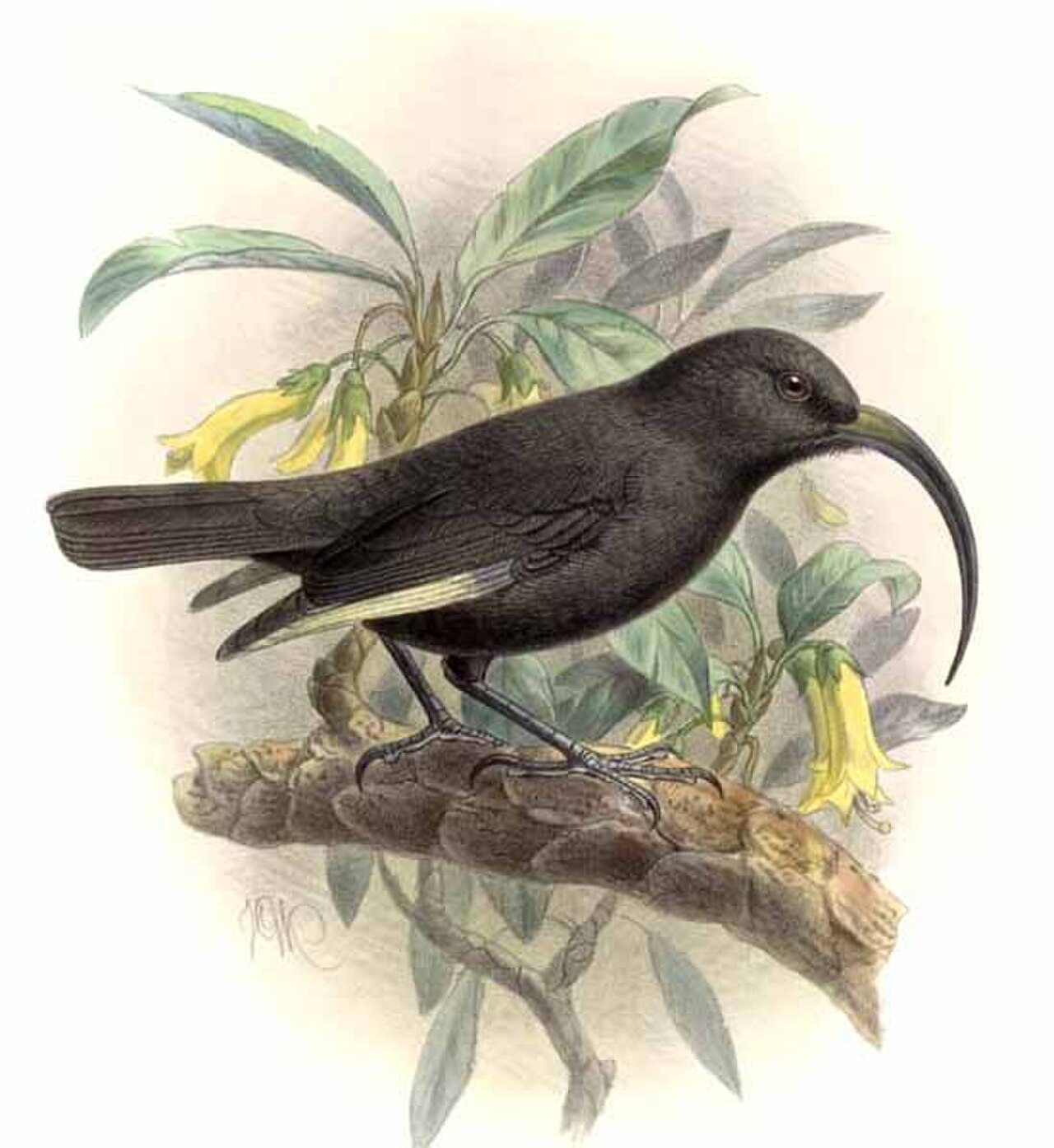Black Mamo reference