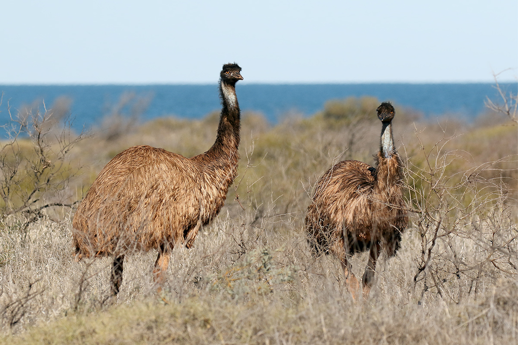 Emu reference