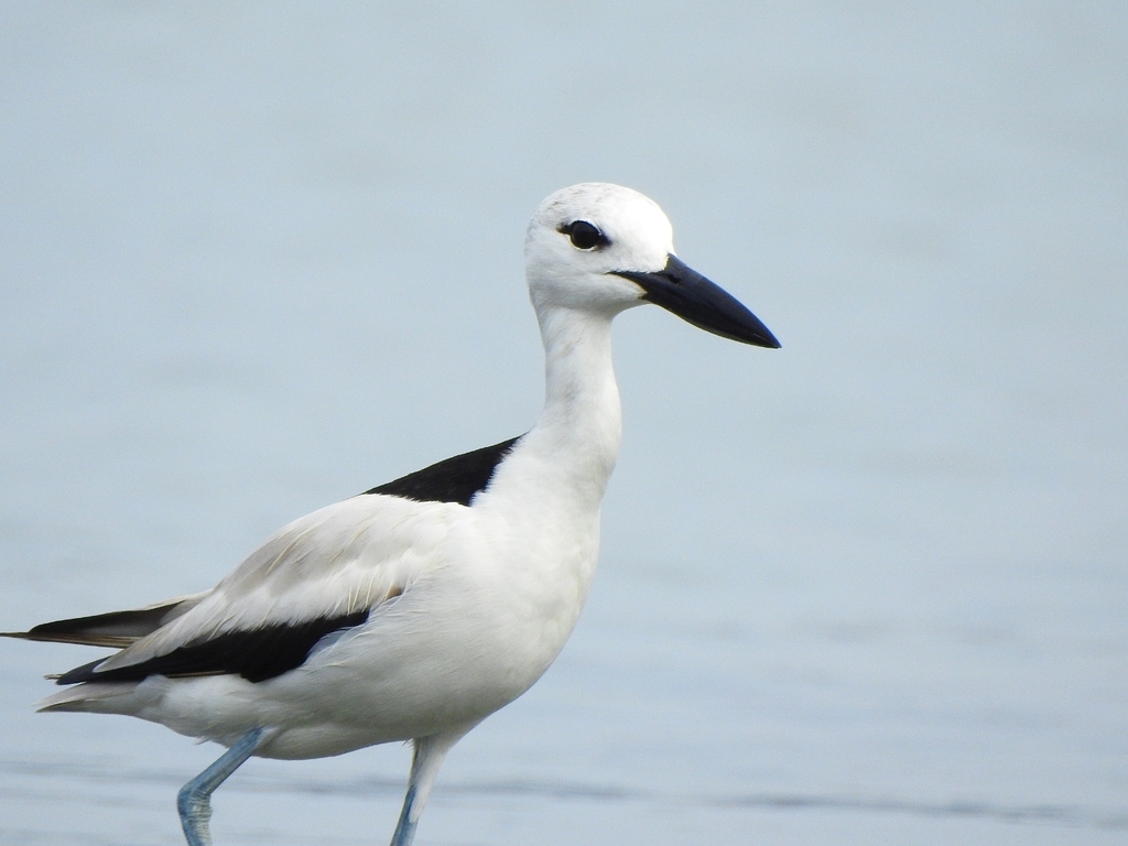 Crab-plover reference