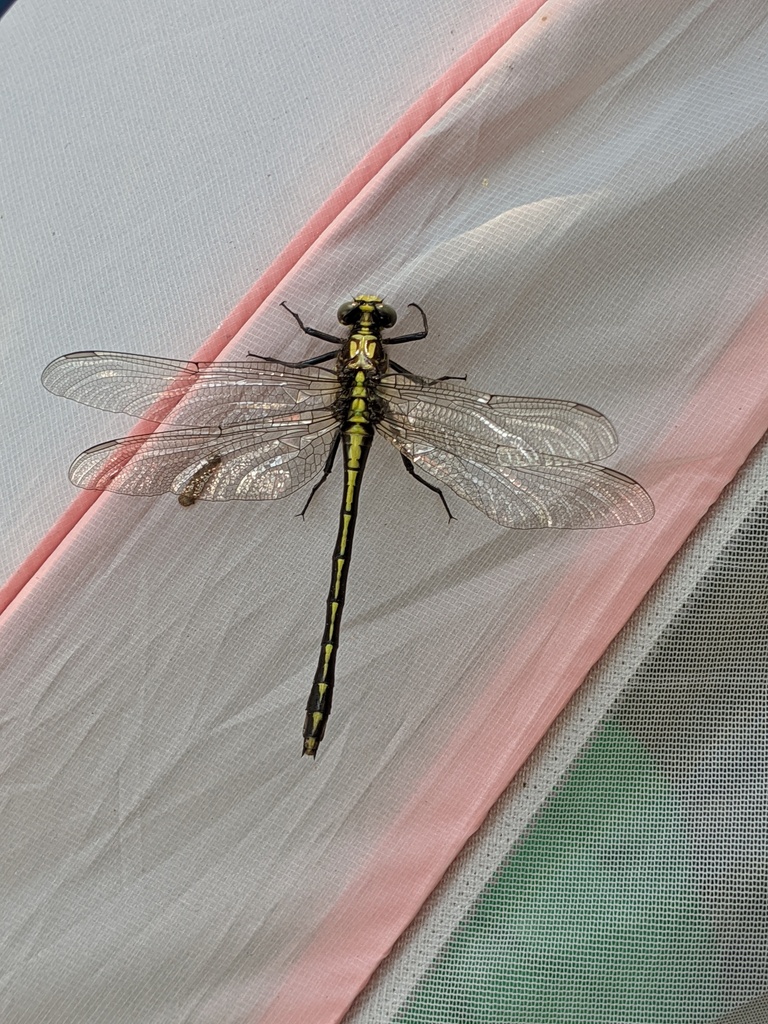 Dromogomphus spinosus reference