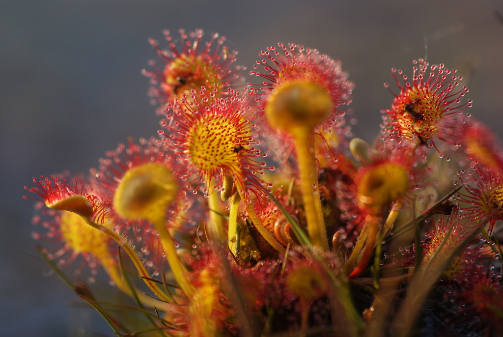 Round-leaved Sundew reference
