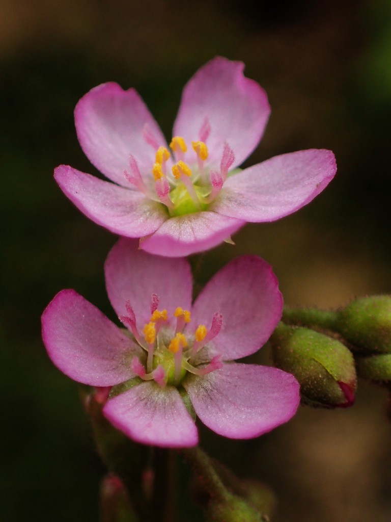 Rosy Sundew reference