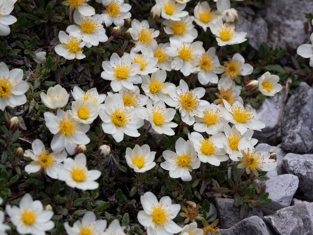 Eight-petal Mountain-Avens reference