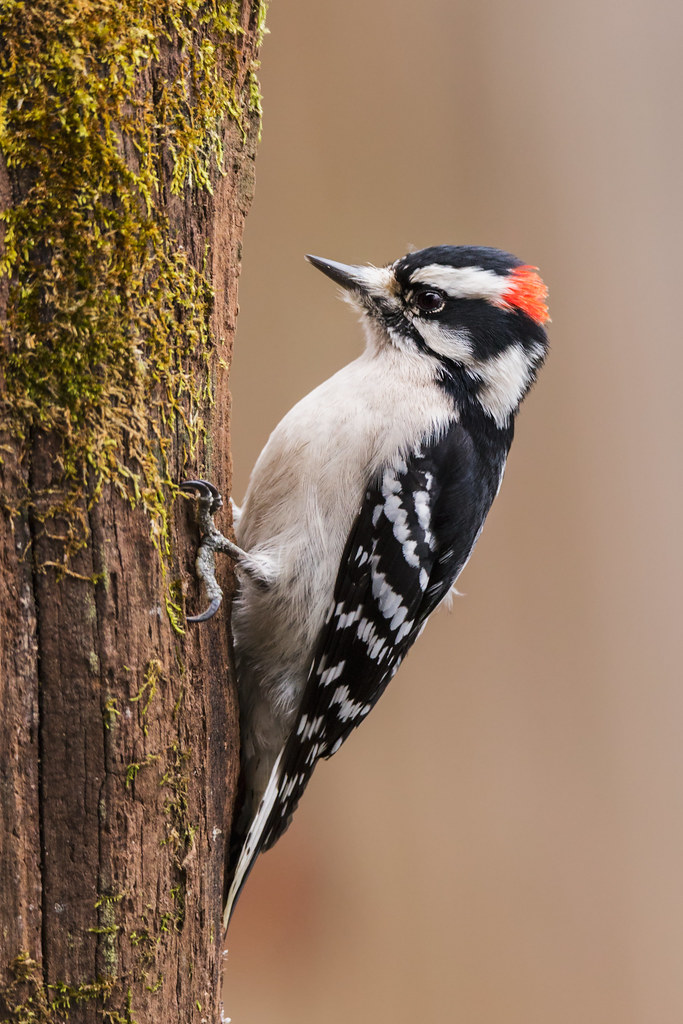 Downy Woodpecker reference