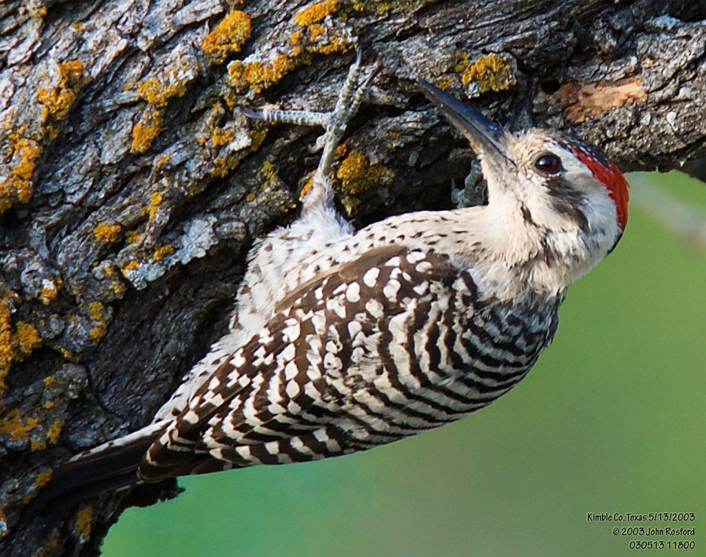 Ladder-backed Woodpecker reference