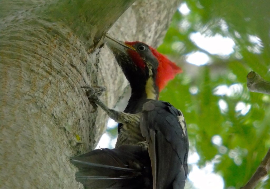 Lineated Woodpecker reference