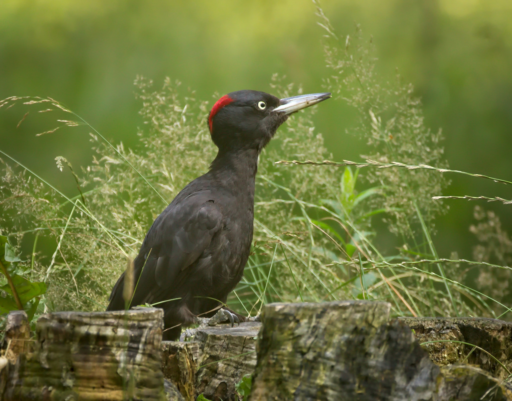 Black Woodpecker reference