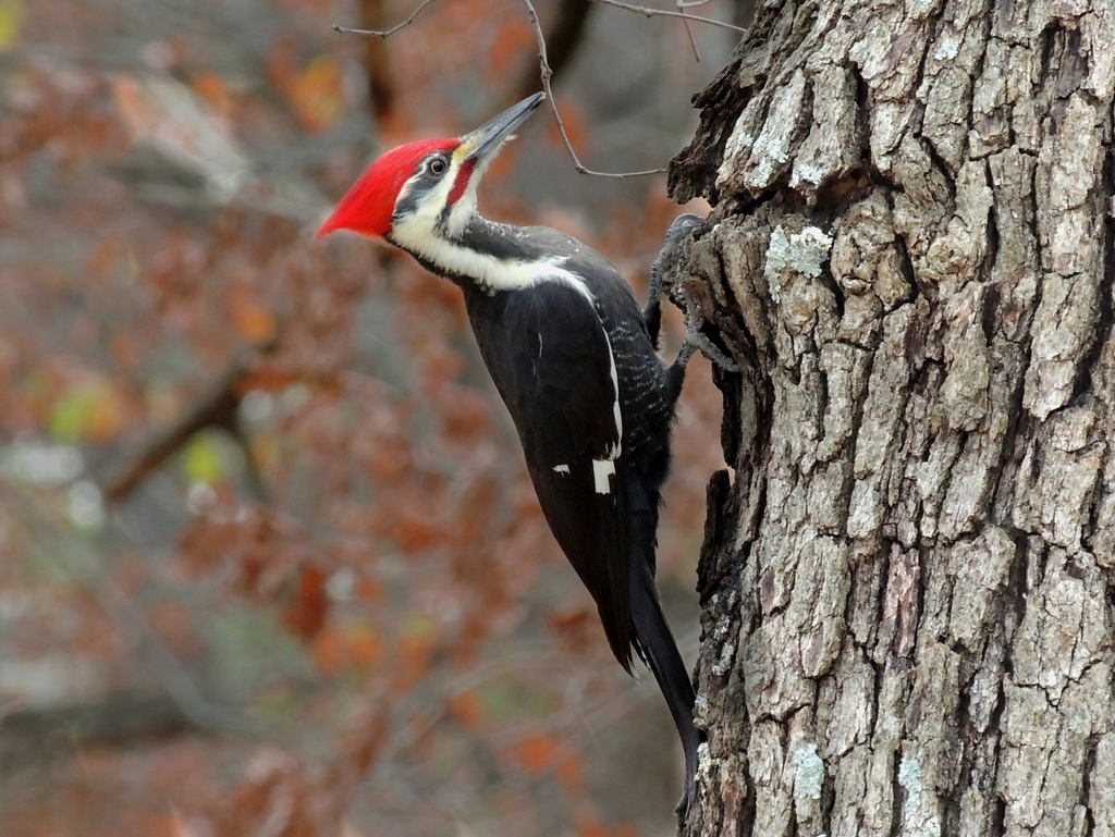 Pileated Woodpecker reference