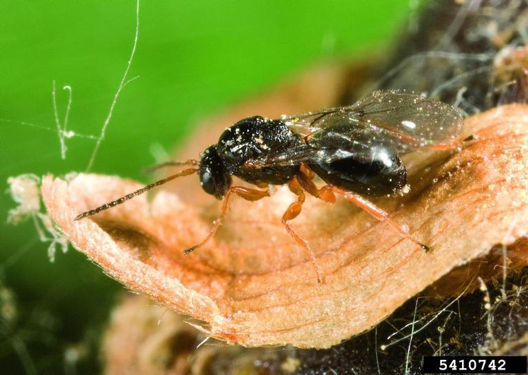 Asian Chestnut Gall Wasp reference