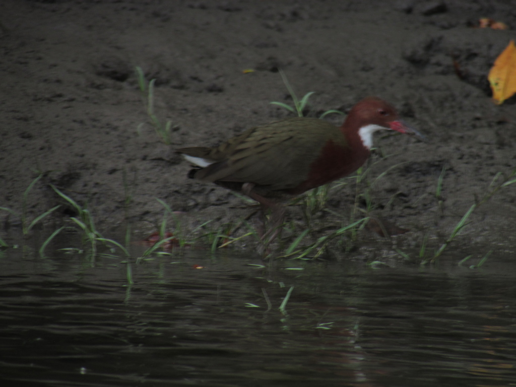 White-throated Rail reference