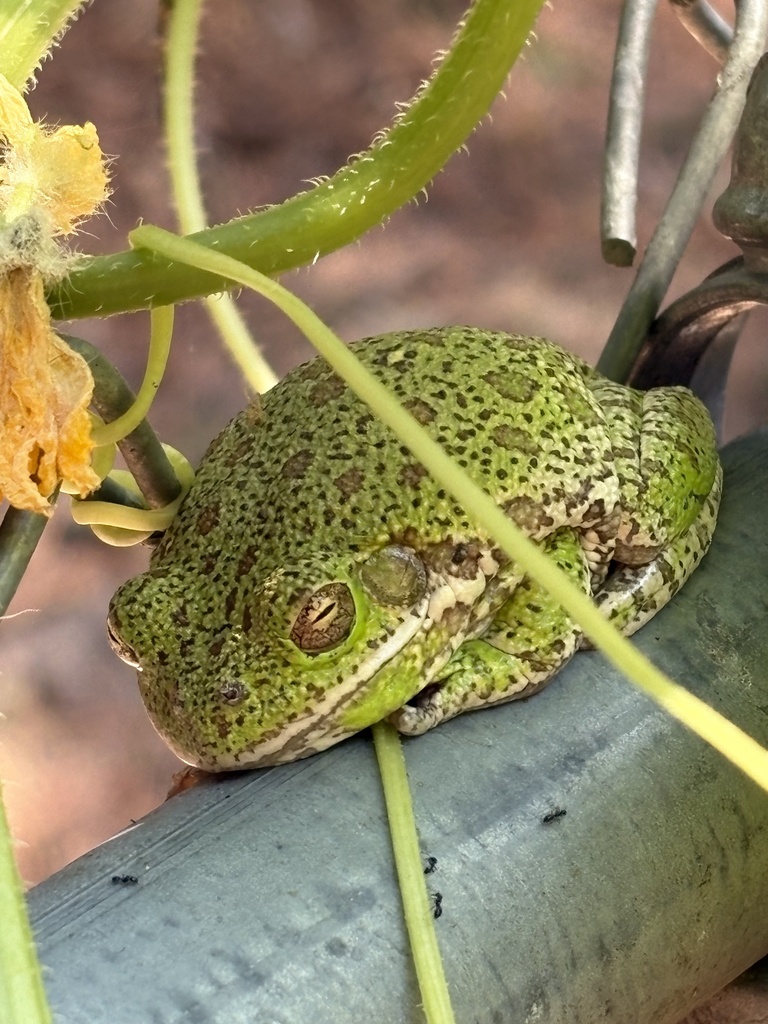 Barking Tree Frog reference