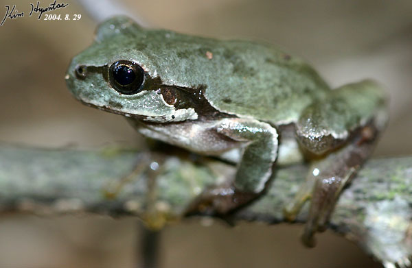 Japanese Tree Frog reference