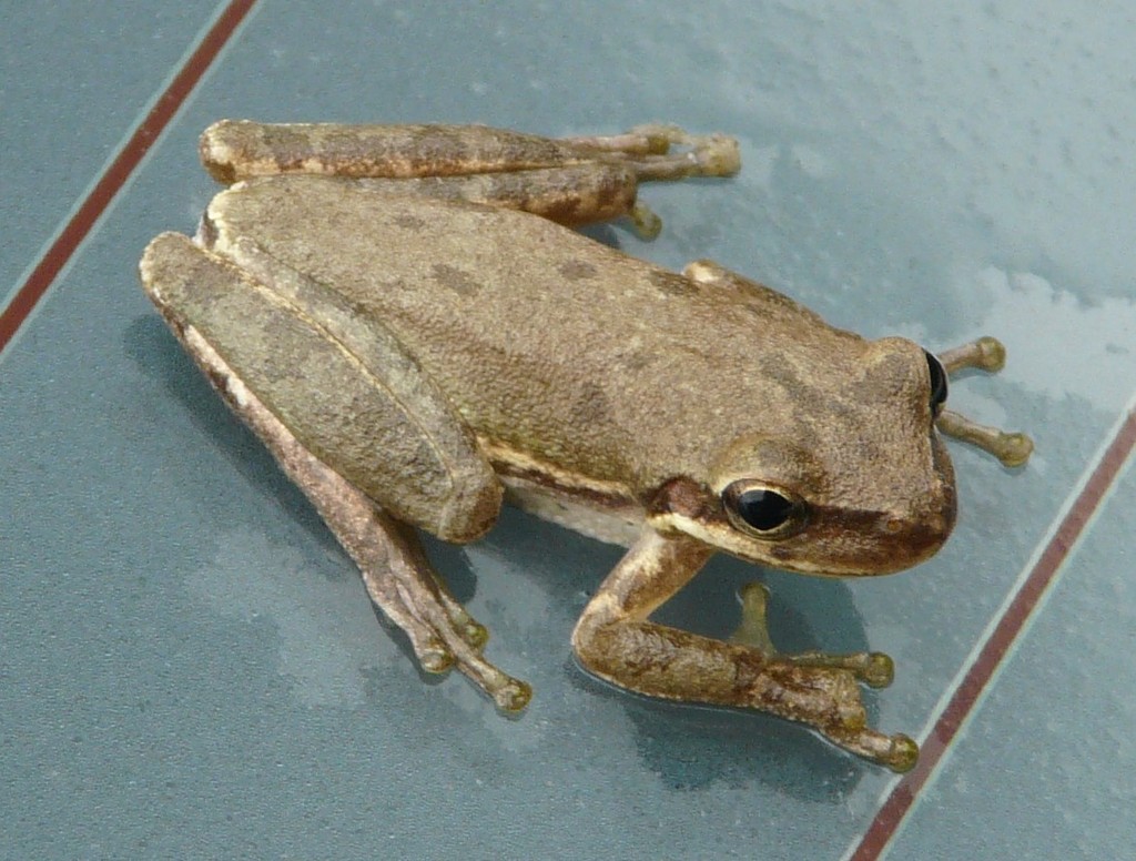 Squirrel Tree Frog reference