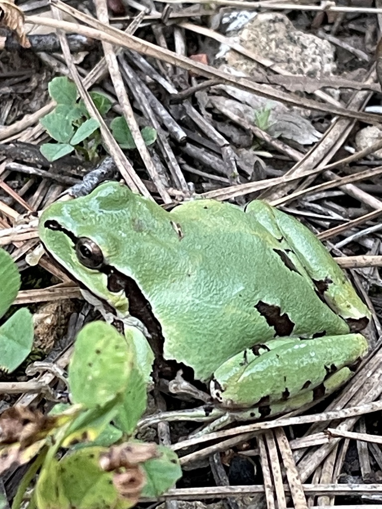 Arizona Treefrog reference