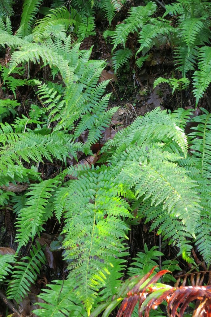 coastal woodfern reference