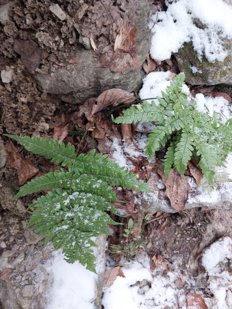 Autumn Fern reference