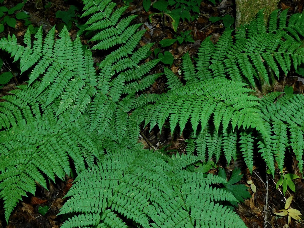 Intermediate Wood Fern reference