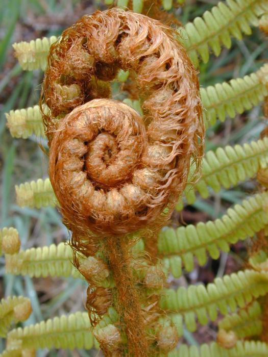 Wallich's wood fern reference