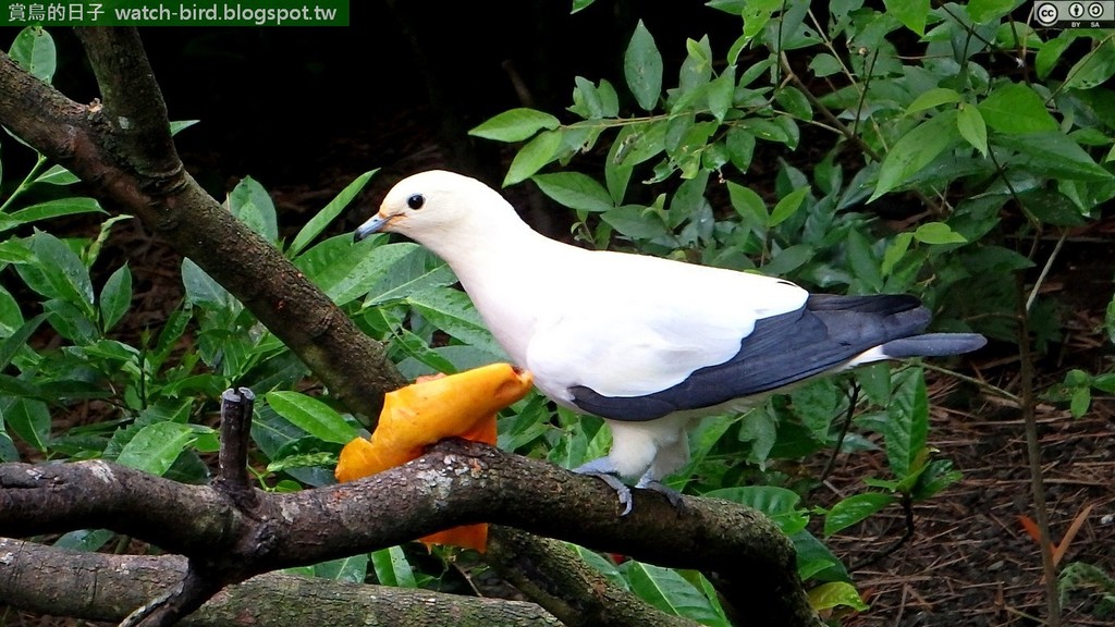Pied Imperial Pigeon reference