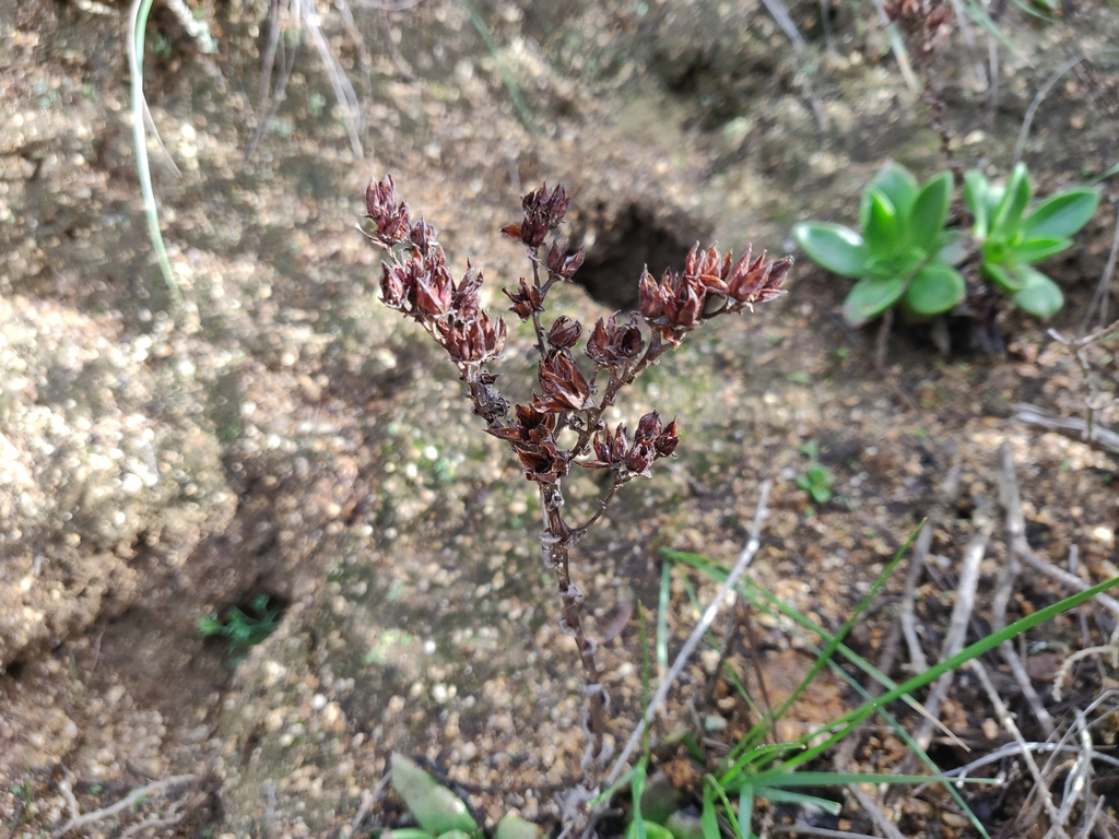 Bluff Lettuce reference