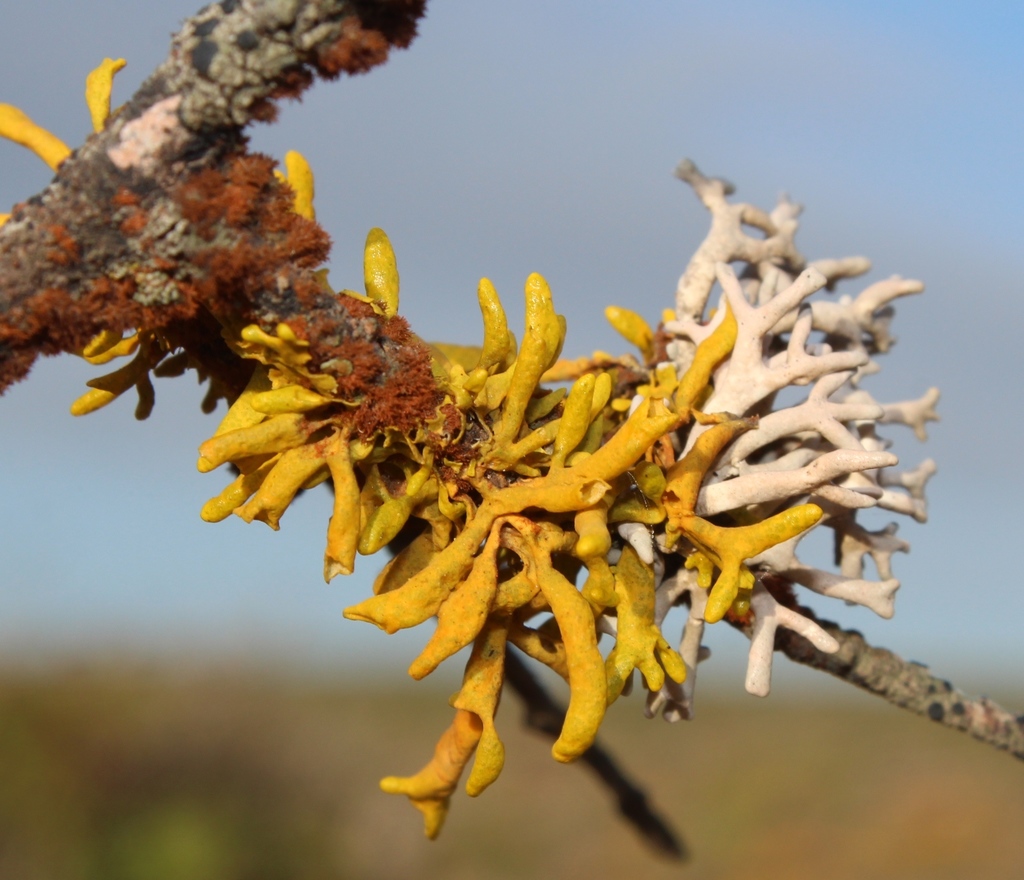 Burning Finger Lichen reference
