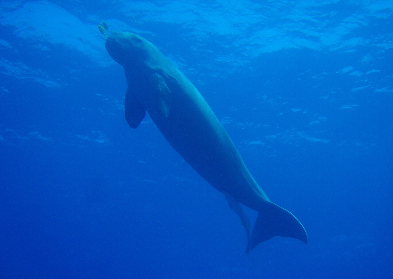 Dugong reference