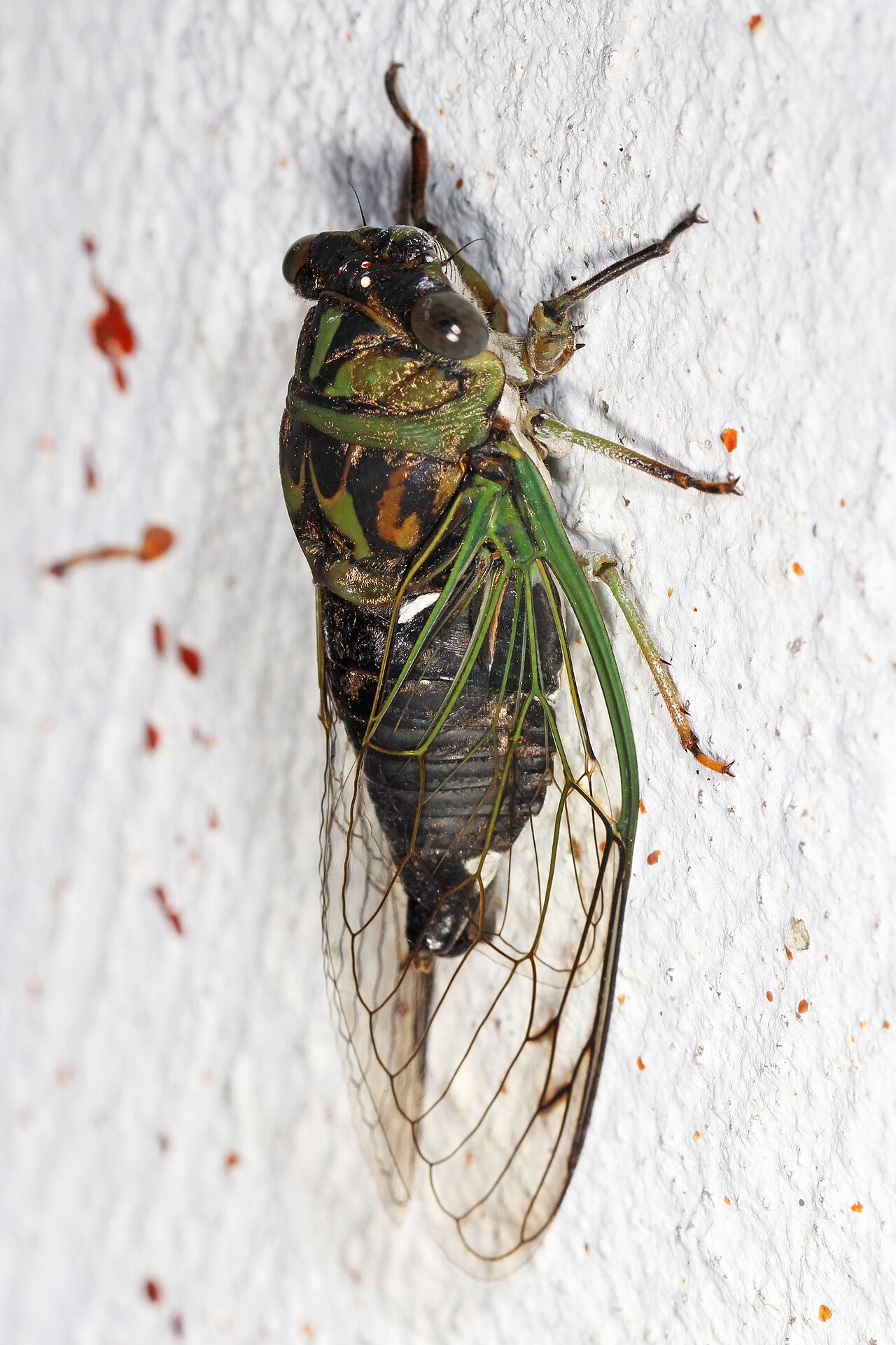 Cicada reference
