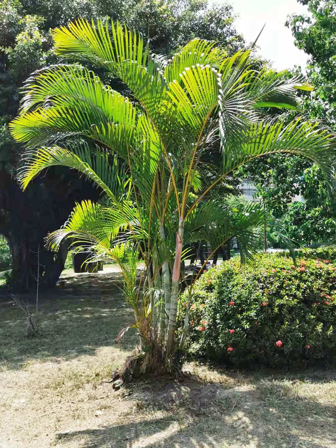 Dypsis lutescens reference