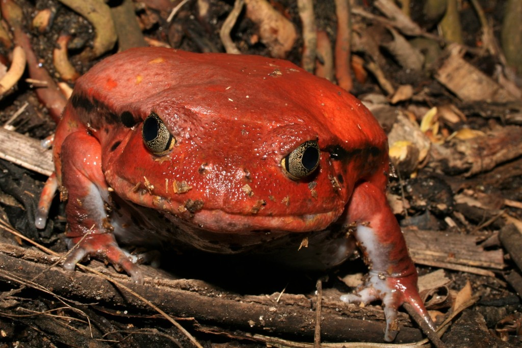 Tomato Frog reference