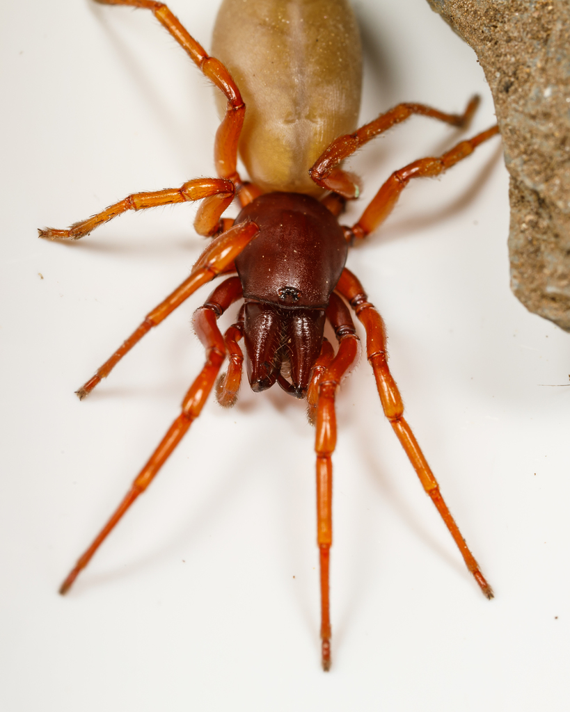 Woodlouse Spider reference