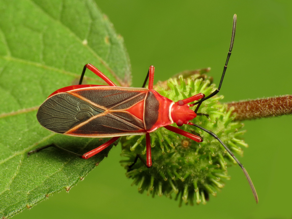 Common Cotton Stainer Bug reference
