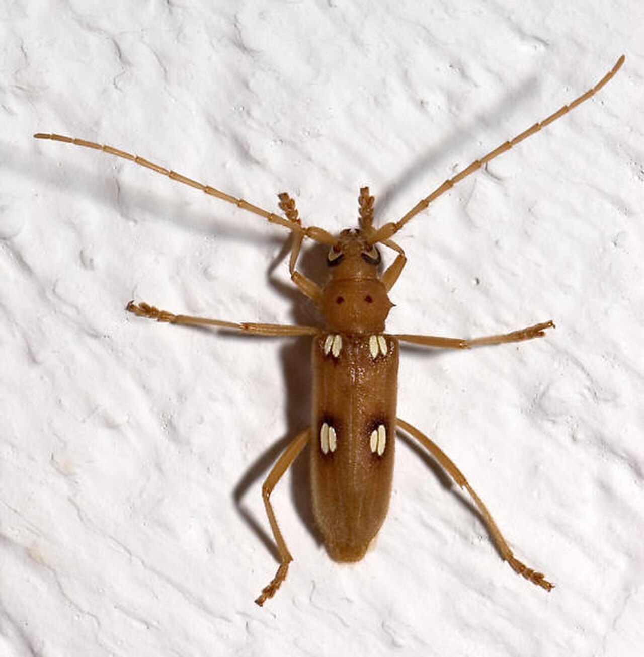 Ivory-marked Beetle reference