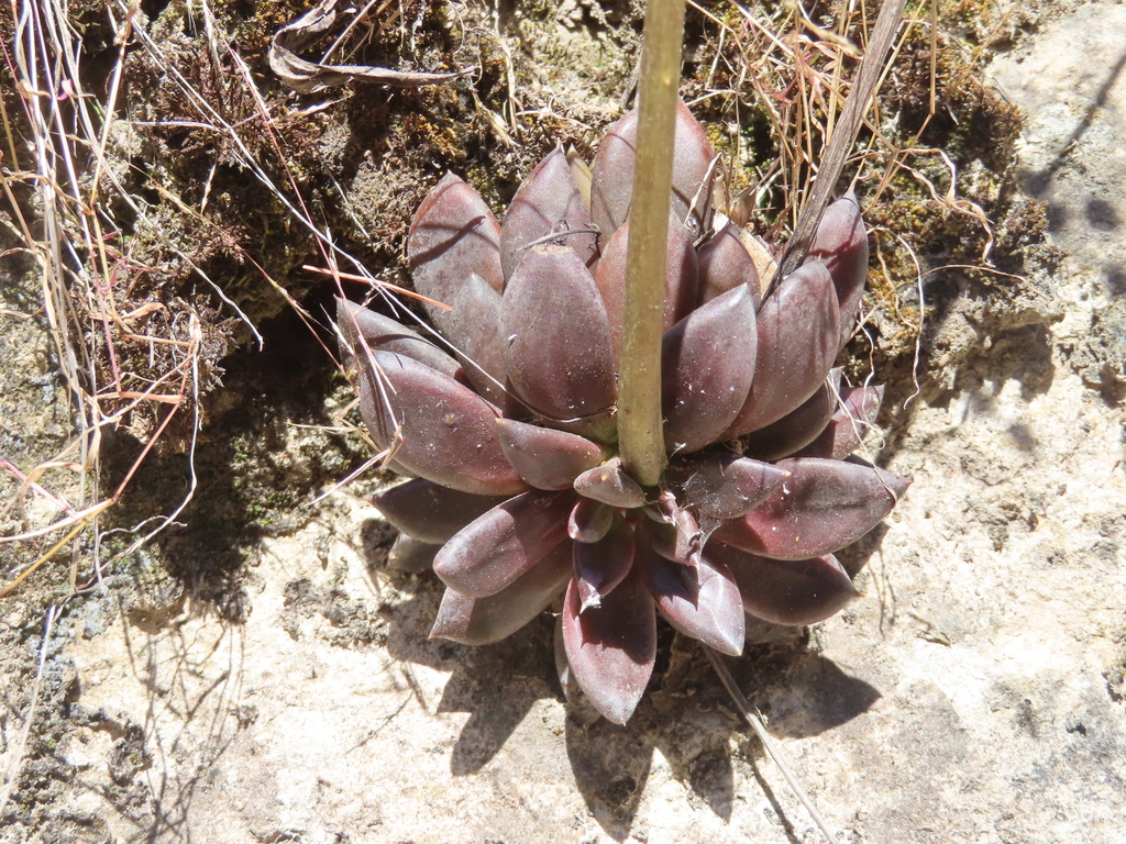 Echeveria affinis reference