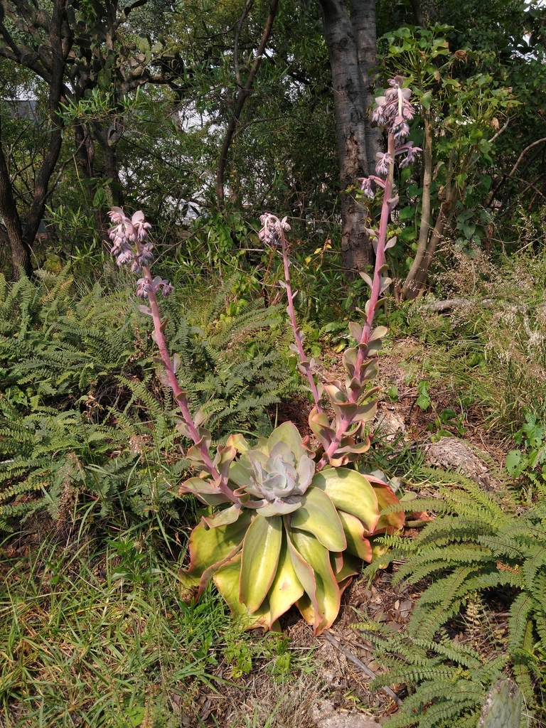 Metallic Echeveria reference
