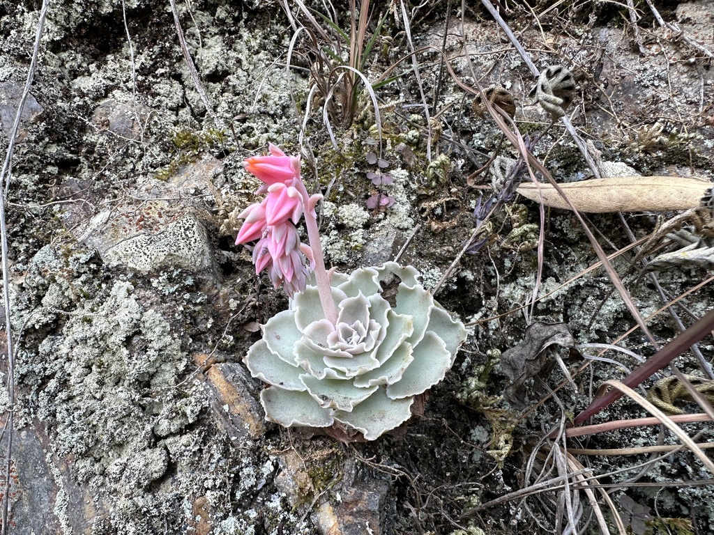 Echeveria shaviana reference