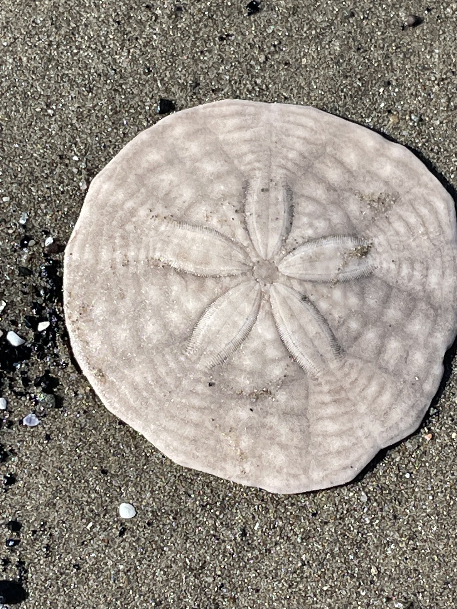Common Sand Dollar reference