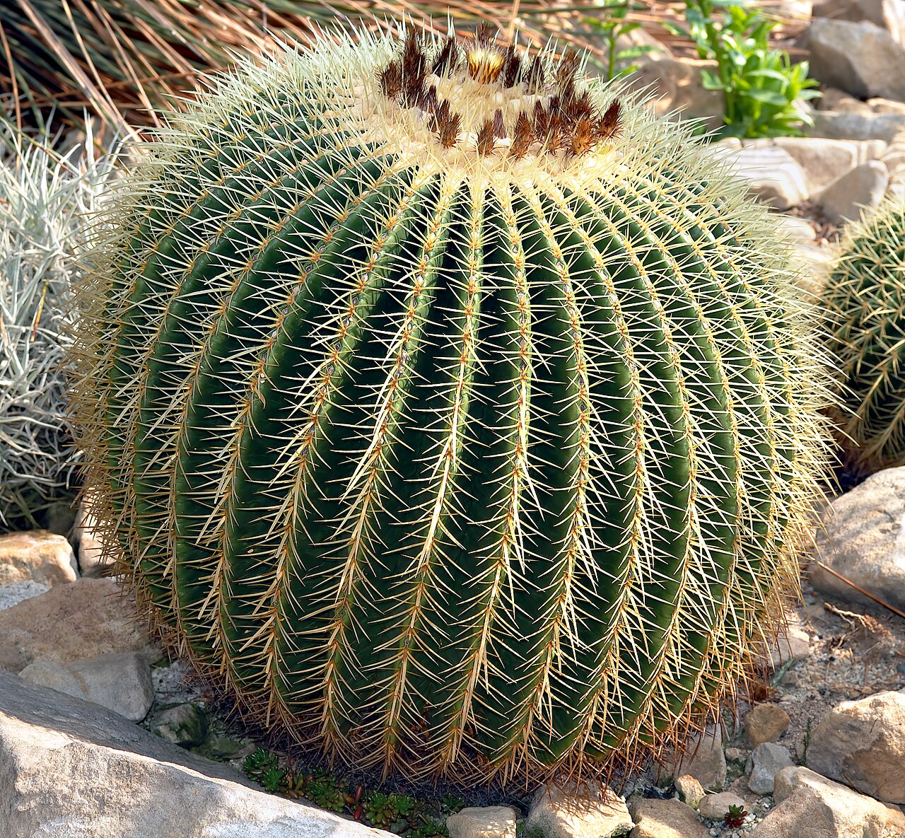 Echinocactus grusonii reference