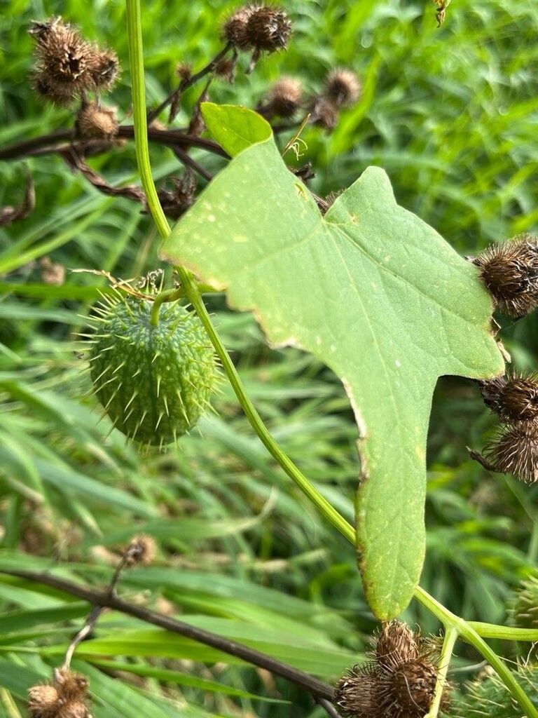 prickly cucumber reference